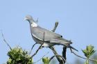 Wood Pigeon by Mick Dryden