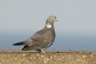 Woodpigeon by Mick Dryden