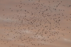 Woodpigeons by Mick Dryden