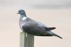 Wood Pigeon by Mick Dryden