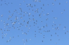 Woodpigeons by Mick Dryden Woodpigeons by Mick Dryden