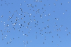 Woodpigeons by Mick Dryden