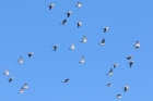Woodpigeons by Mick Dryden Woodpigeons by Mick Dryden