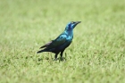 Greater Blue-eared Starling