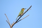 Little Bee-eater by Tony Paintin