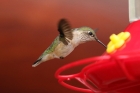 Black-chinned Hummingbird by Mick Dryden