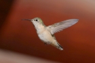 Calliope Hummingbird by Mick Dryden