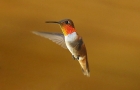 Rufous Hummingbird by Mick Dryden Rufous Hummingbird by Mick Dryden