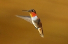 Rufous Hummingbird by Mick Dryden