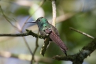 Bronze-tailed Plumeleteer by Mick Dryden