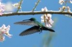 Black-throated Mango by Mick Dryden