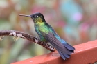 Fiery-throated Hummingbird by Mick Dryden