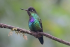 Fiery-throated Hummingbird by Mick Dryden