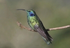 Green Violetear by Mick Dryden