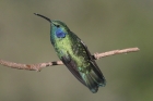 Green Violetear by Mick Dryden