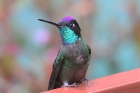 Magnificent Hummingbird by Mick Dryden