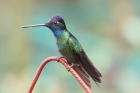 Magnificent Hummingbird by Mick Dryden