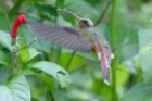 Rufous-breasted Hermit by Mick Dryden Rufous-breasted Hermit by Mick Dryden