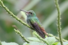 Rufous-tailed Hummingbird by Mick Dryden