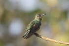 Scaly-breasted Hummingbird by Mick Dryden Scaly-breasted Hummingbird by Mick Dryden
