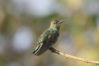 Scaly-breasted Hummingbird by Mick Dryden