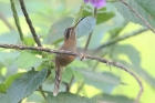 Stripe-throated Hermit by Mick Dryden