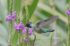Violet-headed Hummingbird by Mick Dryden