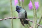 Violet-headed Hummingbird by Mick Dryden