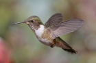 Volcano Hummingbird by Mick Dryden