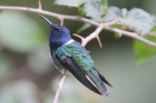 White-necked Jacobin by Mick Dryden