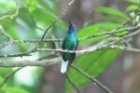 White-tailed Sabrewing by Mick Dryden