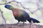 Purple crested Turaco by Mick dryden