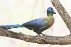 Purple crested Turaco by Mick Dryden