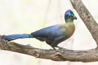 Purple crested Turaco by Mick Dryden Purple crested Turaco by Mick Dryden