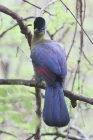 Purple crested Turaco by Mick Dryden