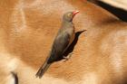 Red-billed Oxpecker by Mick Dryden