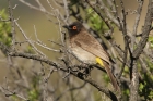 Red eyed Bulbul by Mick Dryden