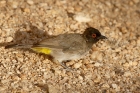 Red eyed Bulbul by Mick Dryden