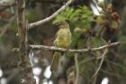 Sombre Greenbul by Mick Dryden