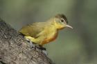 Yellow-bellied Greenbul by Mick Dryden