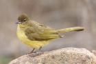 Yellow-bellied Greenbul by Mick Dryden Yellow-bellied Greenbul by Mick Dryden