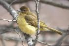 Yellow-bellied Greenbul by Mick Dryden