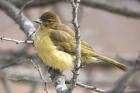 Yellow-bellied Greenbul by Mick Dryden Yellow-bellied Greenbul by Mick Dryden