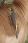 Yellow-billed Oxpecker by Mick Dryden