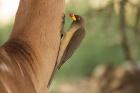 Yellow-billed Oxpecker by Mick Dryden Yellow-billed Oxpecker by Mick Dryden