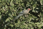 Red faced Mousebird by Mick Dryden