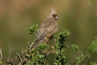 Speckled Mousebird by Mick Dryden