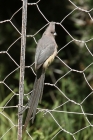 White backed Mousebird by Mick Dryden