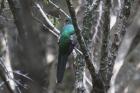 Narina Trogon by Mick Dryden Narina Trogon by Mick Dryden