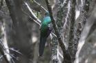 Narina Trogon by Mick Dryden